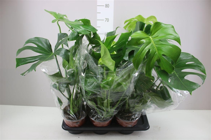 <h4>Monstera Deliciosa</h4>
