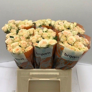 Rosa TR 'Sancerre' BRAAM