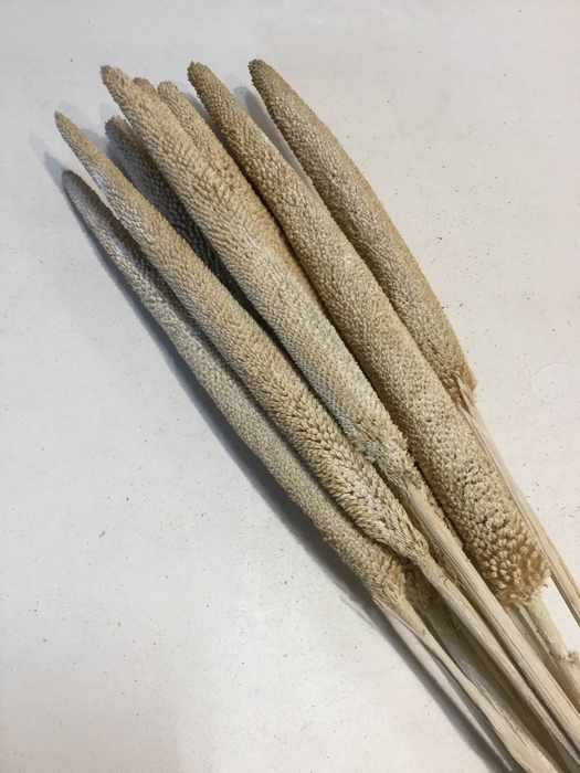 DRIED FLOWERS - BABALA FULL WHITE 10PCS