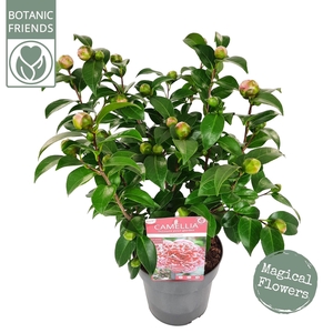 Camellia wil. 'Volunteer' ® Premium