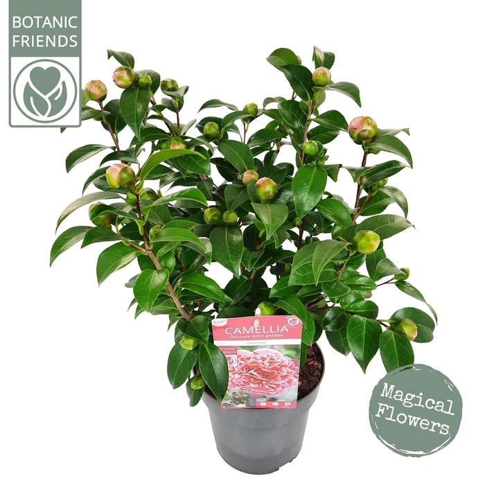 <h4>Camellia wil. 'Volunteer' ® Premium</h4>