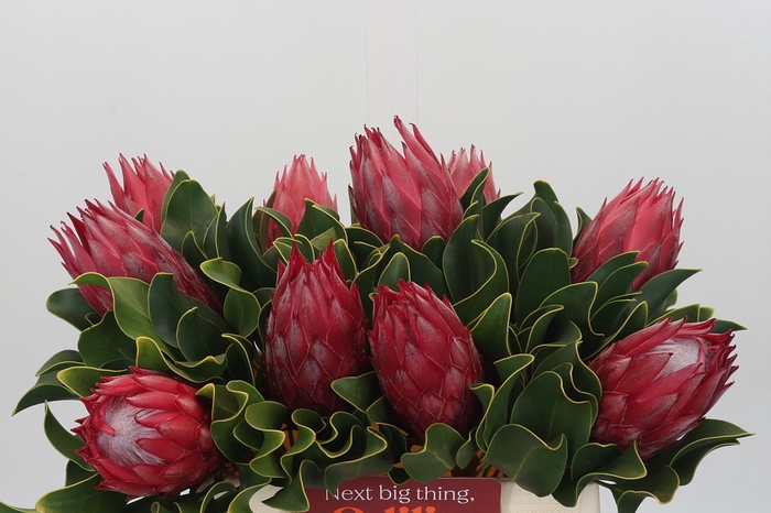 <h4>Protea Cynaroides Madiba</h4>