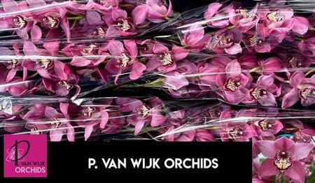 <h4>Cymb T Sky Scraper</h4>