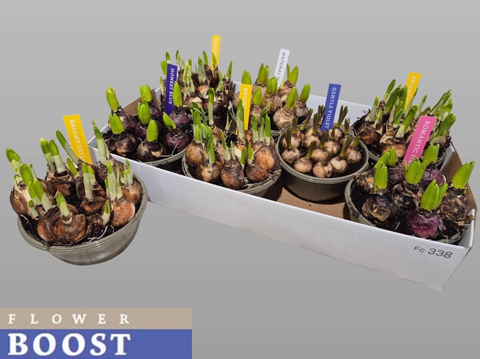 <h4>BOLBLOEMEN GEM</h4>