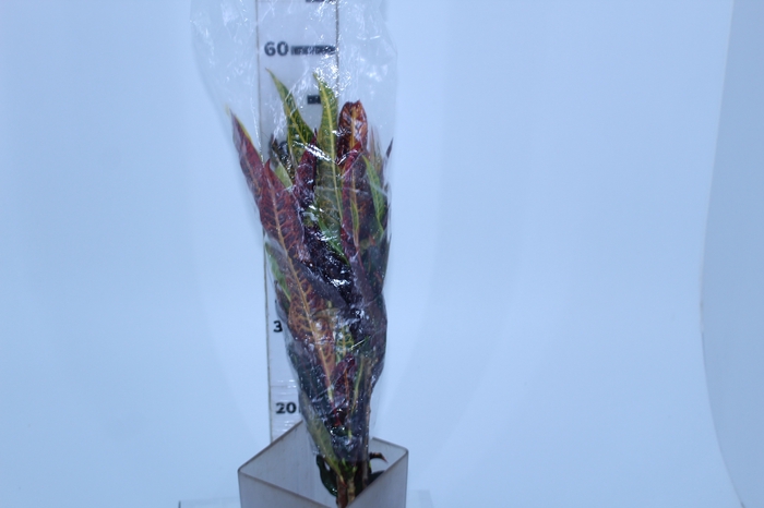 FOLHAGEM CROTON