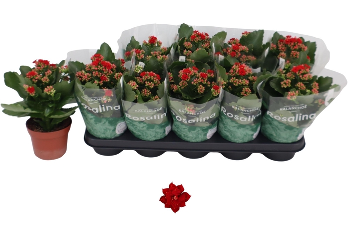 <h4>KAL GE DON JUSTINO</h4>