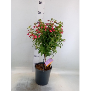 Fuchsia  'Bella Fuchsia Vera'
