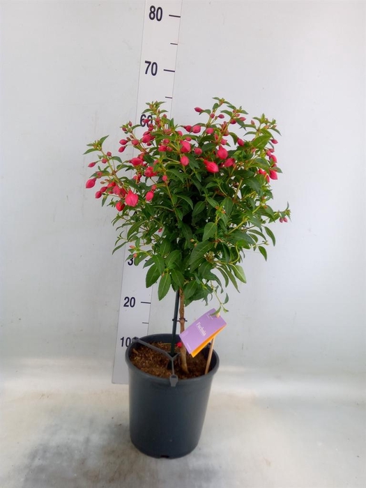 <h4>Fuchsia  'Bella Fuchsia Vera'</h4>