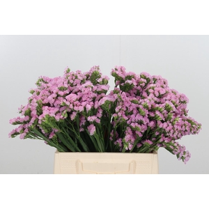 Limonium Sinuatum Lucia Pink