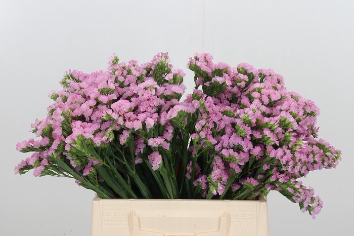 <h4>Limonium Sinuatum Lucia Pink</h4>