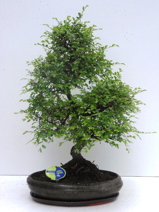 <h4>Zelkova parvifolia, 39cm., shape, with driptray</h4>