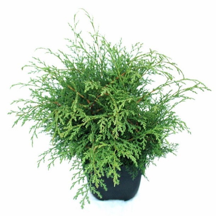 <h4>Microbiota decussata</h4>