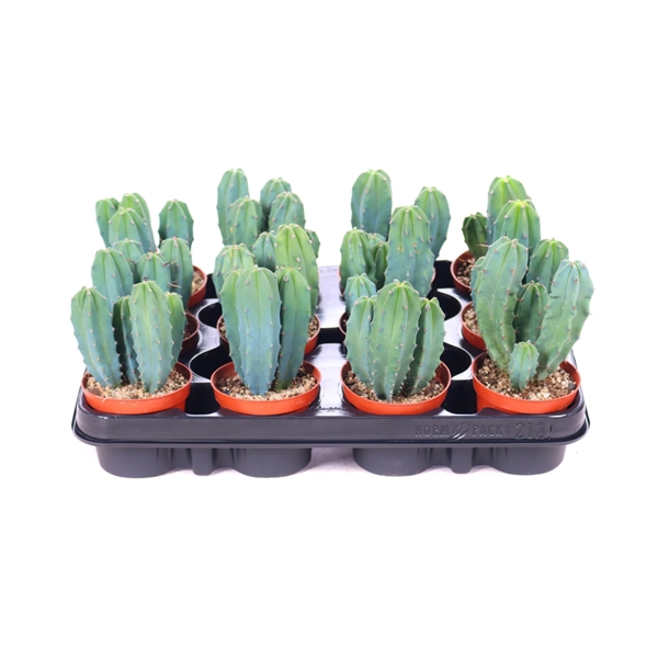 <h4>Myrtillocactus geometrizans 8,5 cm</h4>