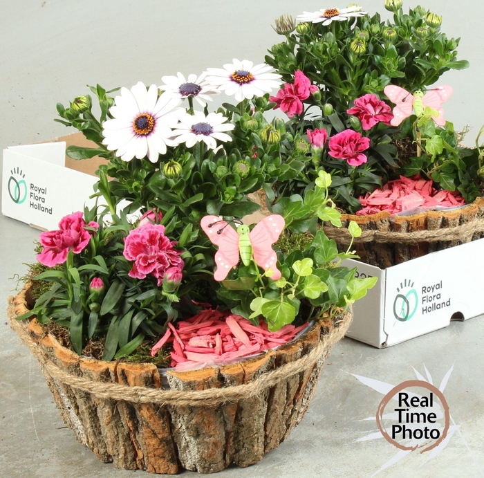 <h4>ARR TUINPLANTEN</h4>