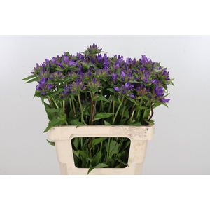 Campanula Glom Blauw Anoeska