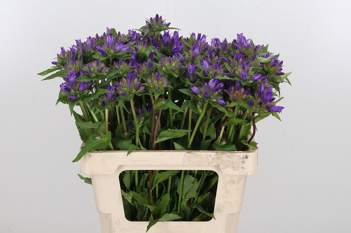 <h4>Campanula Glom Blauw Anoeska</h4>