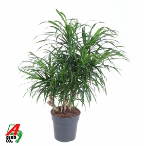 Dra Re Anita Variegata Vertakt