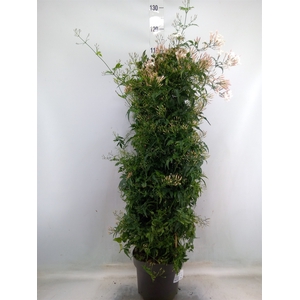 Jasminum polyanthum