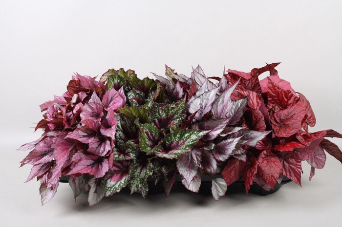 <h4>Begonia Beleaf gemengd</h4>