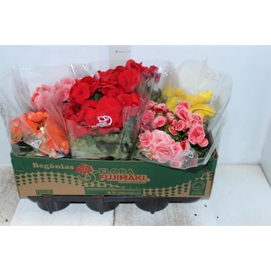 BEGONIA P15