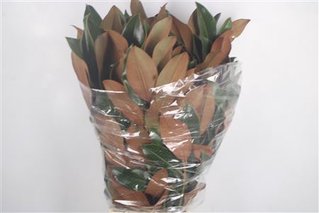 <h4>Magnolia Leaves Per Bunch</h4>