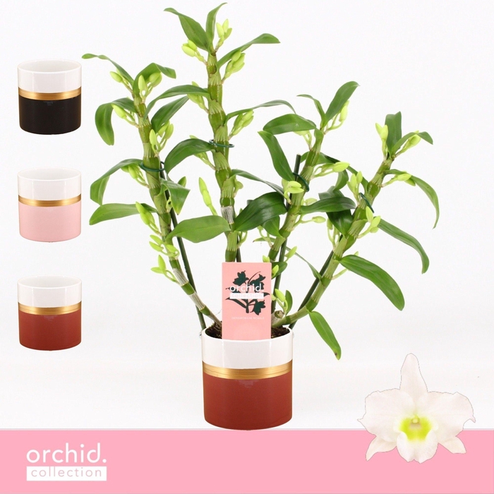 <h4>Dendrobium Nobilé, Apollon 4-spike Compact in Dolomite Horizon 'Orchid Collection'</h4>