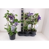 arr8 Clem Garland Ov Blauw