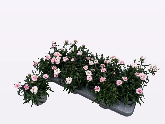 <h4>DIAN OSCAR RED STAR</h4>