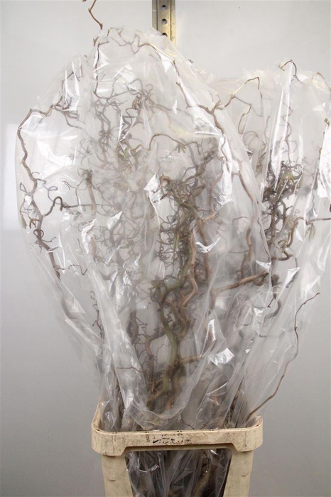 <h4>Coryl Av Contorta</h4>