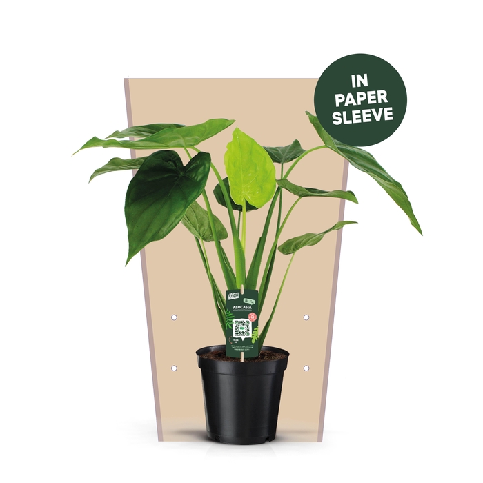 <h4>Alocasia Cucullata Papieren Hoes</h4>