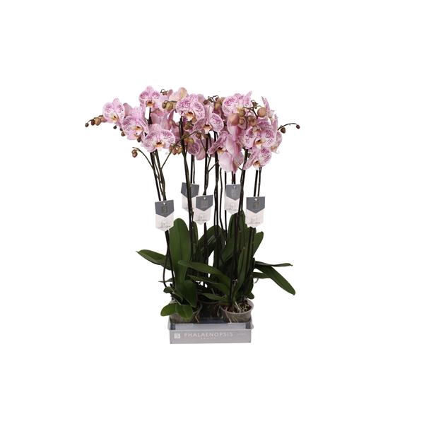 <h4>Phalaenopsis 'Spotted World'</h4>