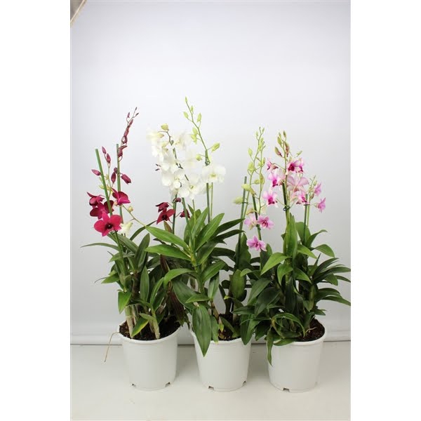 Dendrobium toef 3 tak 19 cm