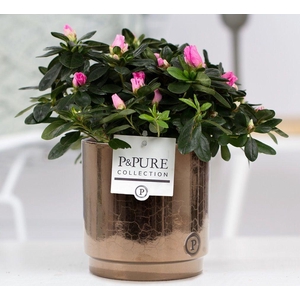 1st class Azalea pink in P&PURE Juliette ceramics goldbronze