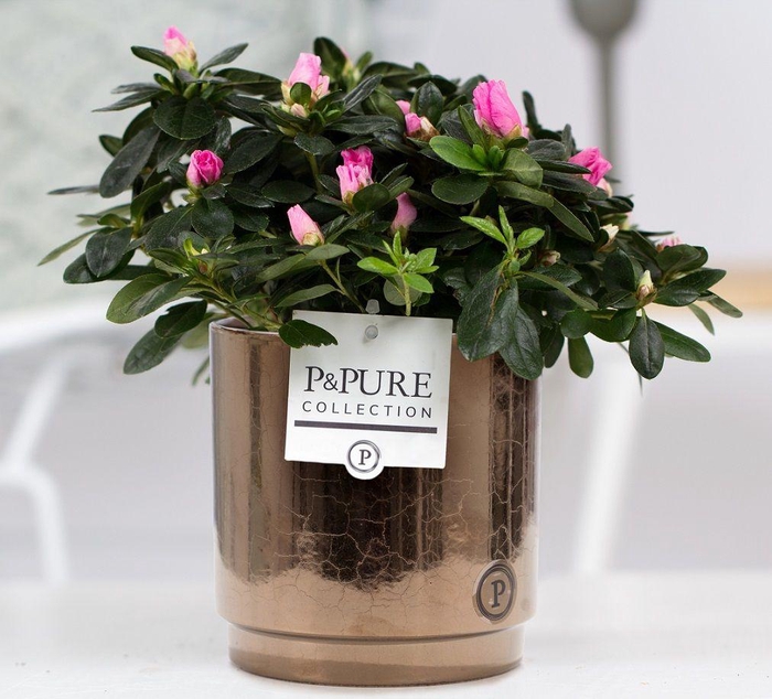<h4>1st class Azalea pink in P&PURE Juliette ceramics goldbronze</h4>