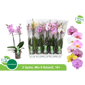 PHAL GEM 8 KL
