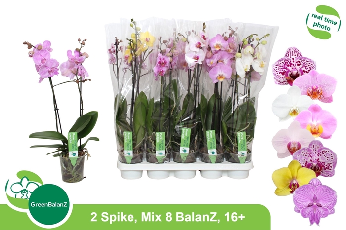 <h4>PHAL GEM 8 KL</h4>