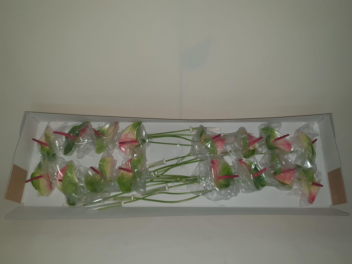 <h4>ANTH A ZAFIRA</h4>