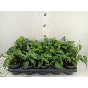 Monstera siltepecana