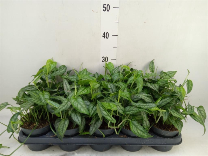 <h4>Monstera siltepecana</h4>