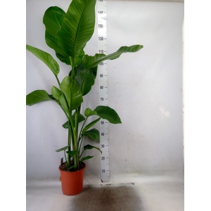 Strelitzia nicolai