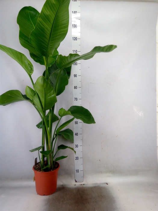 <h4>Strelitzia nicolai</h4>
