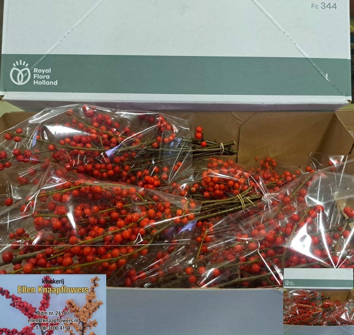 <h4>ILEX VE RODE BES</h4>