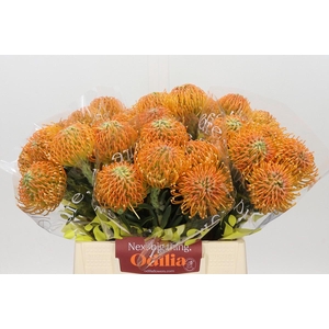 Nutans Ayoba Peach