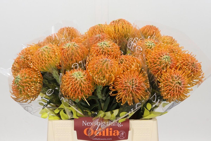 <h4>Nutans Ayoba Peach</h4>