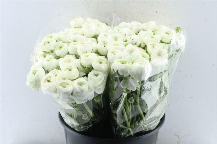 <h4>Ran Ov White</h4>