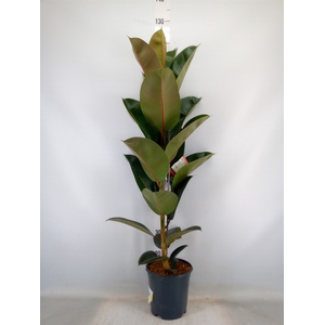 Ficus elastica 'Robusta'