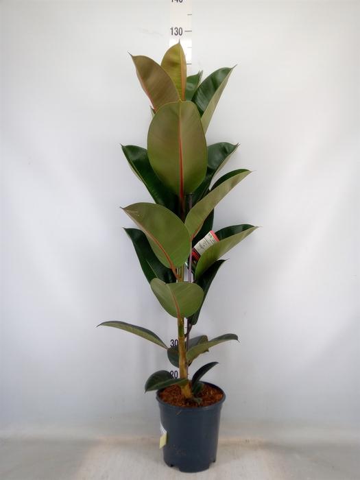 <h4>Ficus elastica 'Robusta'</h4>