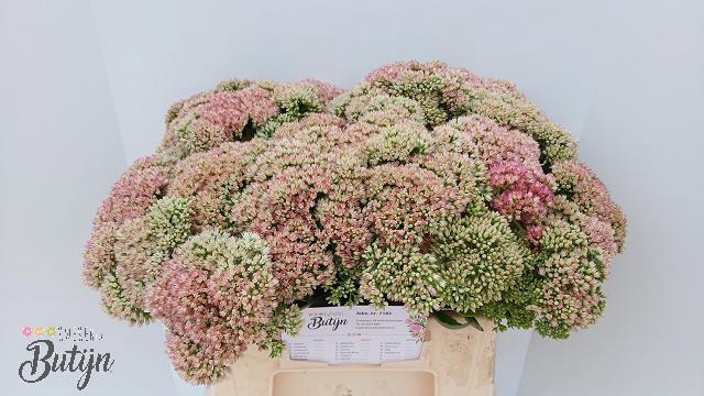<h4>SEDUM SPECTABILE</h4>