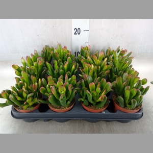 Crassula ovata 'Gollum'