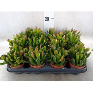 Crassula ovata 'Gollum'